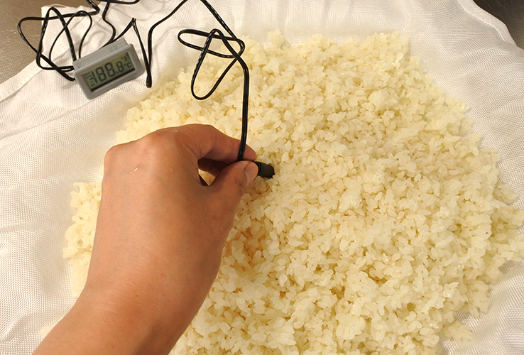 5. 蒸し米に種麹をふりかける（種切）