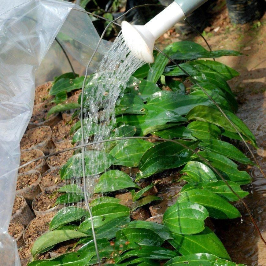 じょうろで水をやっているシナモンの苗
