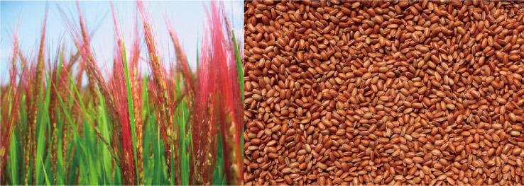 赤米の栄養成分と効能