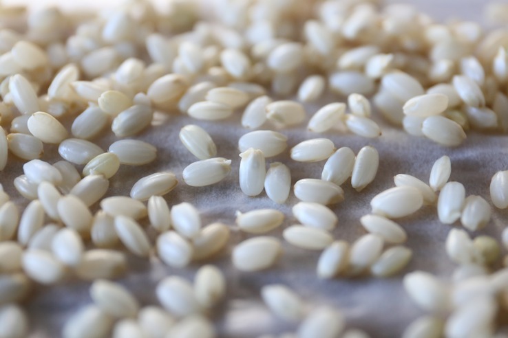 玄米の発芽を確認するポイント
